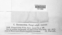 Propolis farinosa image